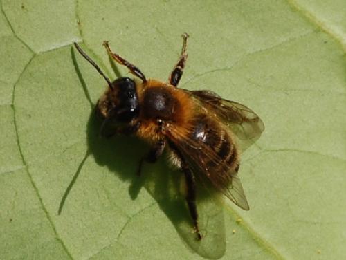 Andrena (scotica-trimmerana)